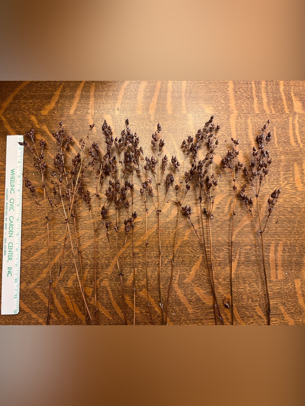 Foxglove Beardtongue Dried Brown Botanical Stems - 10 plus stems Natural Rustic